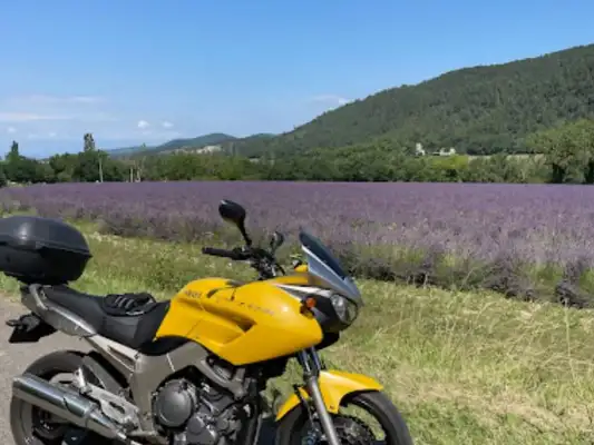 Prachtige geuren en kleuren van lavendelvelden Prachtige geuren en kleuren van lavendelvelden