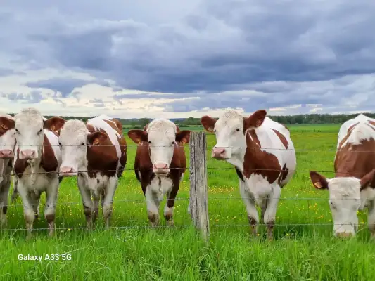 Koeien nabij de camping