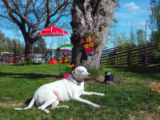 Huisdieren welkom bij Camping Falkudden